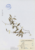 中文種名:疏花鷗蔓