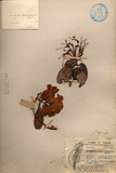 中文種名:南湖杜鵑