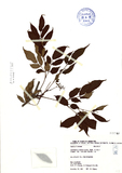 ǦW:Ampelopsis cantoniensis (Hook. & Arn.) Planch. var. lecoides (Maxim.) Lu