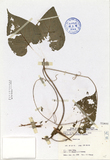 ǦW:Cynanchum taiwanianum Yamazaki
