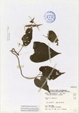 ǦW:Cynanchum taiwanianum Yamazaki
