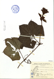 ǦW:Trichosanthes quinquangulata A. Gray