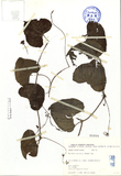ǦW:Melothria mucronata (Blume) Cogn.