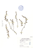 ǦW:Rotala india (Willd.) Koehne var. uliginosa (Miq.) Koehne