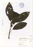 ǦW:Paraphlomis tomentoso-capitata Yamamoto