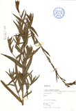 ǦW:Oenothera sp