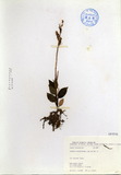 中文種名:斑葉蘭
