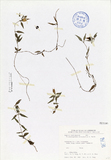 ǦW:Tripterospermum microphyllum H. Smith