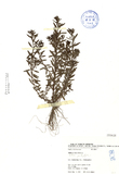 ǦW:Ammannia baccifera L.