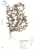 ǦW:Ammannia baccifera L.