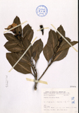 ǦW:Fagraea ceilanica Thunb.