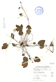 ǦW:Viola nagasawai Makino & Hayata var. price (W. Becker) Wang