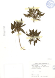 ǦW:Viola inconspicua Blume subsp. nagasakiensis (W. Becker) Wang & Huang