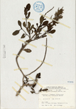 中文種名:牙買加長穗木