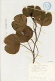 ǦW:Ipomoea pes-caprae (L.) Sweet subsp. brasiliensis (L.) Oostst.