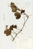 ǦW:Ipomoea pes-caprae (L.) Sweet subsp. brasiliensis (L.) Oostst.
