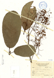ǦW:Sterculia nobilis (Salish) R. Br.
