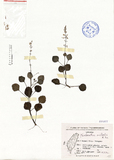 ǦW:Plectranthus australis R. Br.