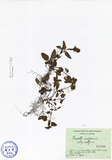 ǦW:Prunella vulgaris L. subsp. vulgaris