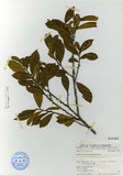中文種名:厚葉柃木