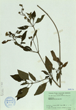 中文種名:雙花蟛蜞菊