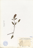 ǦW:Prunella vulgaris L.