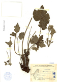 ǦW:Eriocapitella vitifolia (Buch.-Ham.) Nakai