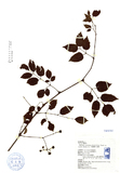 ǦW:Ampelopsis cantoniensis (Hook. & Arn.) Planch. var. lecoides (Maxim.) Lu