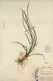 ǦW:Ophiopogon formosanum Ohwi