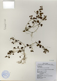 ǦW:Hydrocotyle setulosa Hayata.