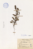 ǦW:Prunella vulgaris L. subsp. asiatica Hara