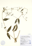 學名:Stellaria monosperma Buch.-Ham. ex D. Don var. japonica Maxim.