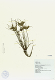 ǦW:Cyperus sp.