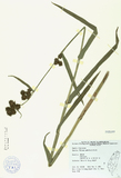 中文種名:黑珠蒿