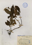 ǦW:Ophiorrhiza fenicis Merr. (O. liukiuensis Hay.)