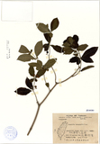 ǦW:Rauwolfia tetraphylla Linn.