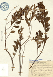 ǦW:Hypericum nakaii Y. Kimura