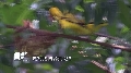 黃鸝_公母鳥比較