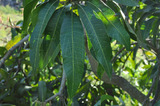 中文種名:新吉皇芒果學名:Mangifera indica Linn.俗名（英文）:Mango