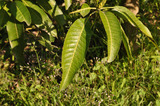 中文種名:四季芒果學名:Mangifera indica Linn.俗名（英文）:Mango