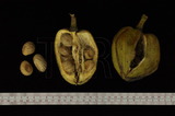 中文種名:馬拉巴栗學名:Pachira macrocarpa �Cham. & Schl.) Schl.ﾠ俗名:大果木棉、美國花生、美國土豆、南洋土豆、發財樹俗名（英文）:Malabar-chestnut、Pachira Nut