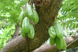 中文種名:木胡瓜學名:Averrhoa bilimbi�Linn.ﾠ俗名:長葉五歛子俗名（英文）:Cucumber tree、 Bilimbi、 Bilimbing