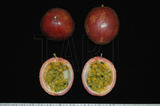中文種名:百香果學名:Passiflora raedulis Sims.俗名:西番果、時計果俗名（英文）:Passion fruit 、Purple fruited granadilla