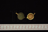 ǦW:Macadamia ternifolia? F. Muell.