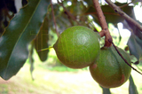 學名:Macadamia ternifolia�F. Muell.俗名:夏威夷火山豆、夏威夷果、澳洲堅果、昆士蘭栗、澳洲栗、邁凱台美俗名（英文）:Macadamia nut、Ustralia nut 、Queensland nut