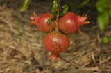 俗名:安石榴、金罌、榭榴、紅石榴、珍珠石榴、樹榴學名:Punica granatum�Linn.俗名（英文）:Pomegranate、Delima、Common Pomegrarate
