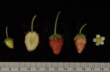 中文種名:早田氏草莓學名:Fragaria hayatai Makino俗名:臺灣草莓、台灣白草莓俗名（英文）:Taiwan Strawberry