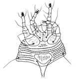 文件名稱:Abacarus bambusae（Channabasavann, 1966） Ventral view of the legs and genital region.