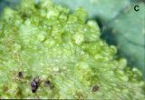 文件名稱:Abacarus eminens Huang, 2001 Blister caused by A. eminens on the lower leaf surface of Scheflera