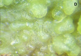 文件名稱:Abacarus eminens Huang, 2001 Individuals of A. eminens on the blister of Scheflera octophylla.